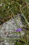 Hairy spiderwort